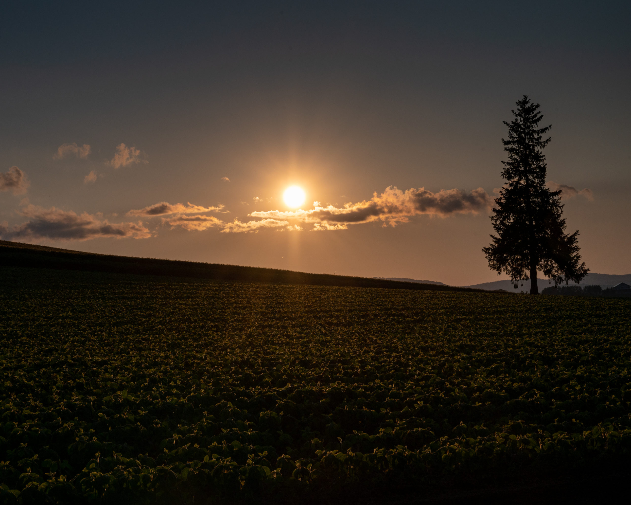 クリスマスツリーの木