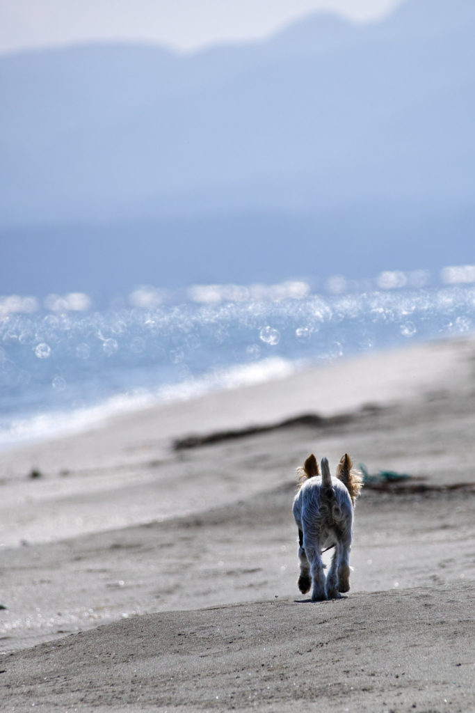 2015/7の浜辺を歩くサンタの後ろ姿
